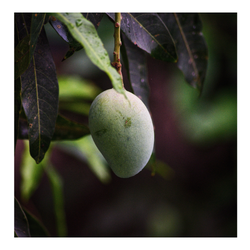Mango 2