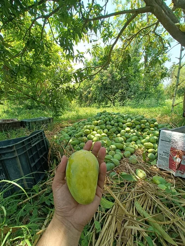 Mango 2